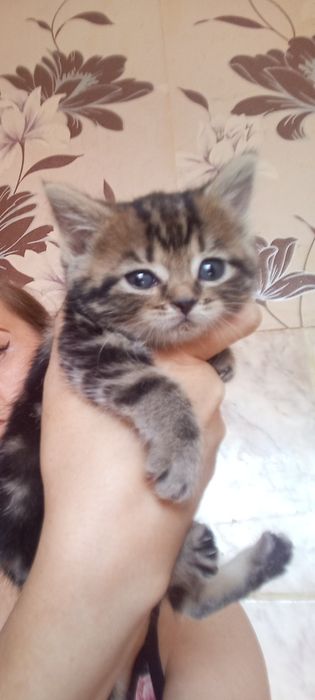 Страйт .1 месяц две  недели.Приучены.
