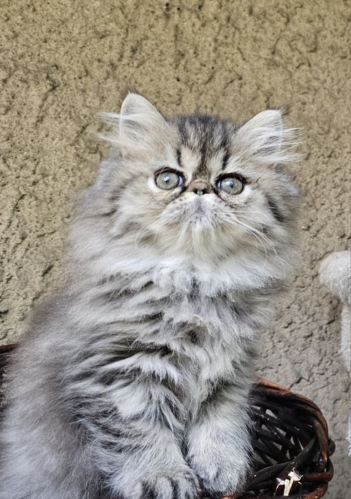 Персийско котенце