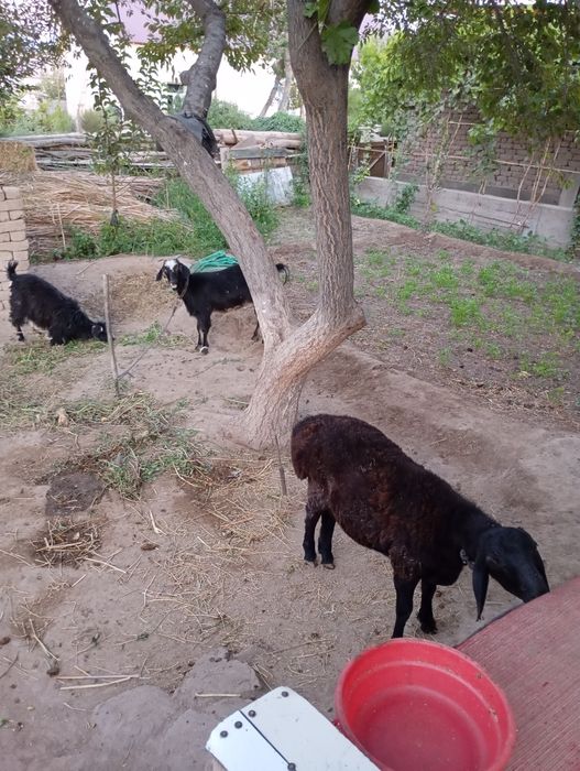 Qoy ilaqli eshki satiladi uyde bagip otirmiz jaqsi bagilgan kelisimli.