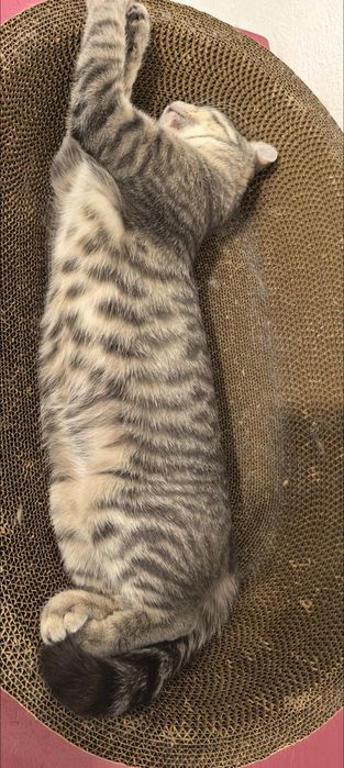 Потерялась кошка!