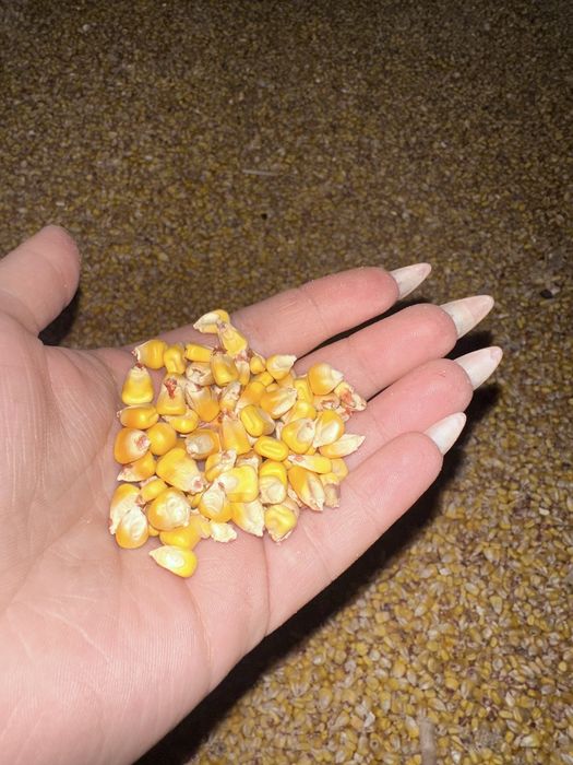 Porumb uscat - pret negociabil