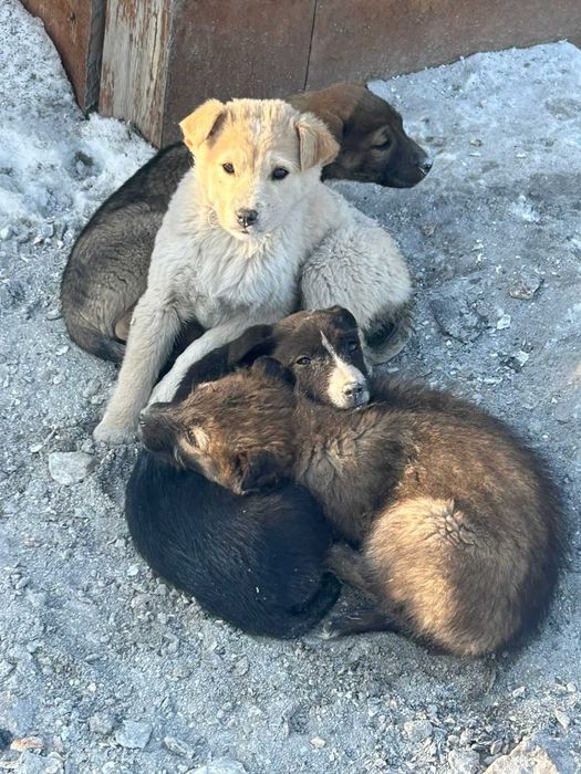 Отдам щенка в добрые руки