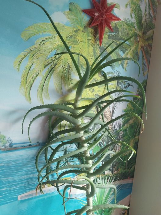 Продам огромное лечебное Алое