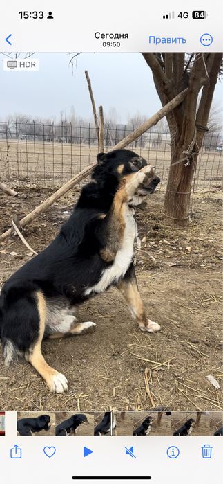 Ит сатылады 2жасар