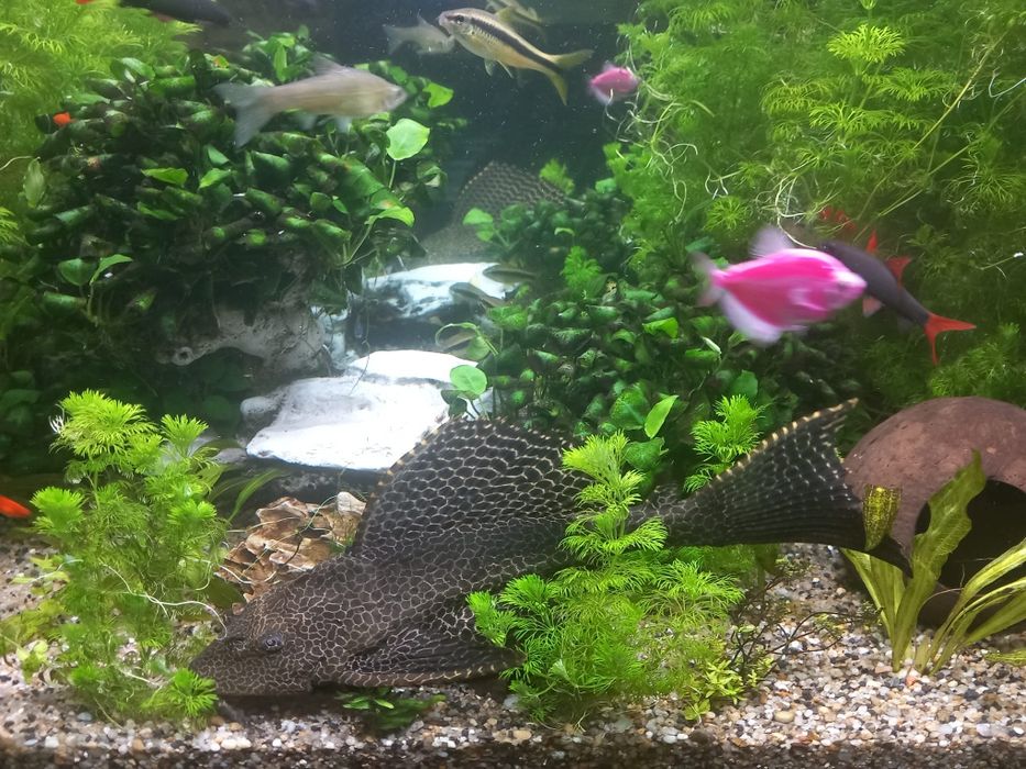 Acvariu+pesti+plante
