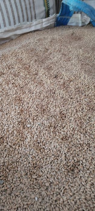 Grau panificație, NU triticale