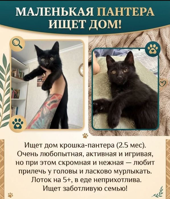 Отдам котят в добрые руки