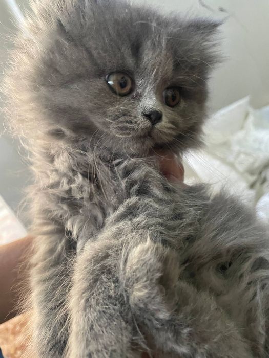 Скоттиш страйт породний мушук