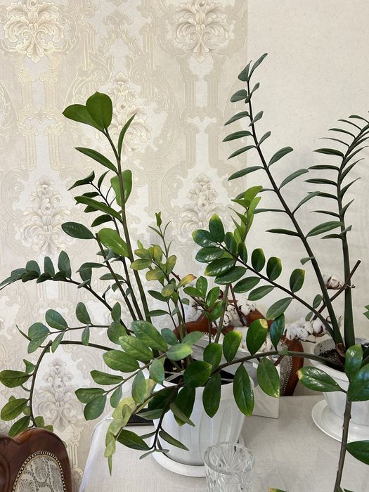 Денежное дерево большое