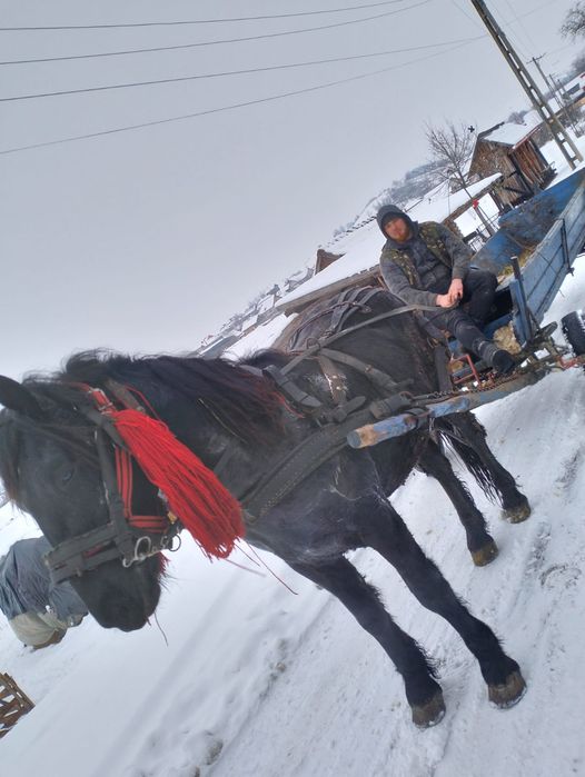 Vând mânz de un 1 și 9 luni
