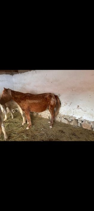 3 бас буаз бие 1 айгыр