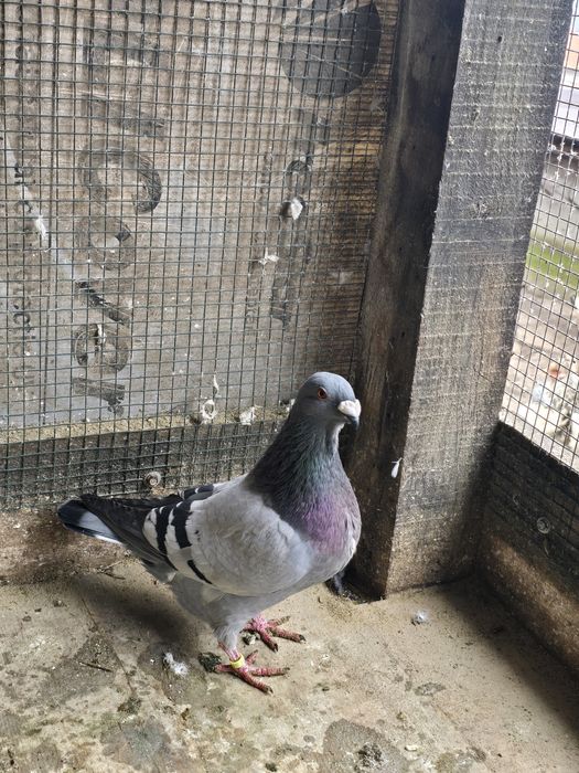 Porumbei  gusat spaniol