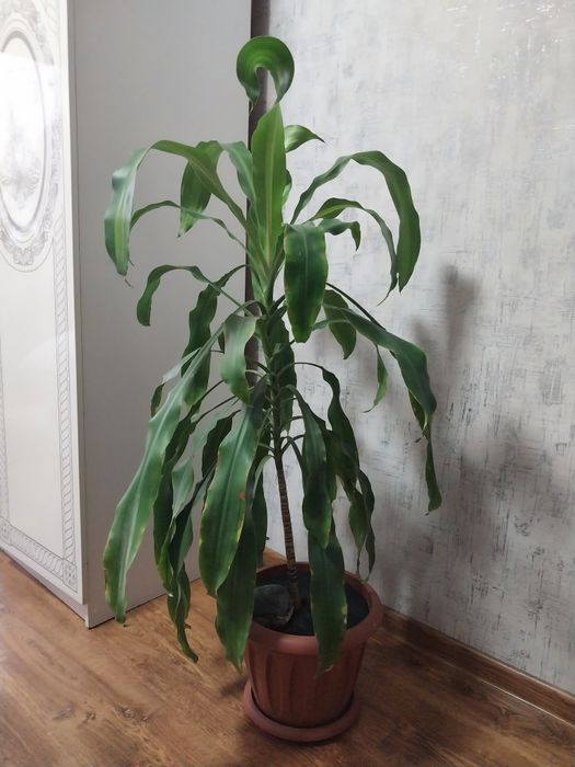 Продаются взрослые растения