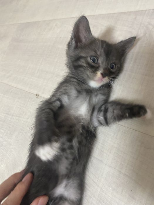 Котенок.Отдам в хорошие руки