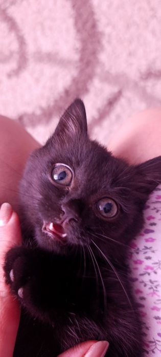 Отдам в добрые руки котенка