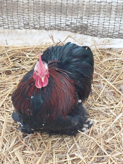 Vand sau schimb Cocos cochinchina pitic  10 luni