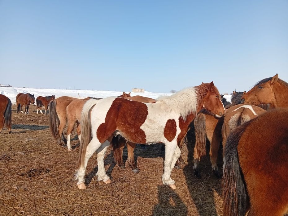 Жеребцы на племя
