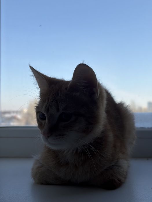 Отдадим в хорошие руки