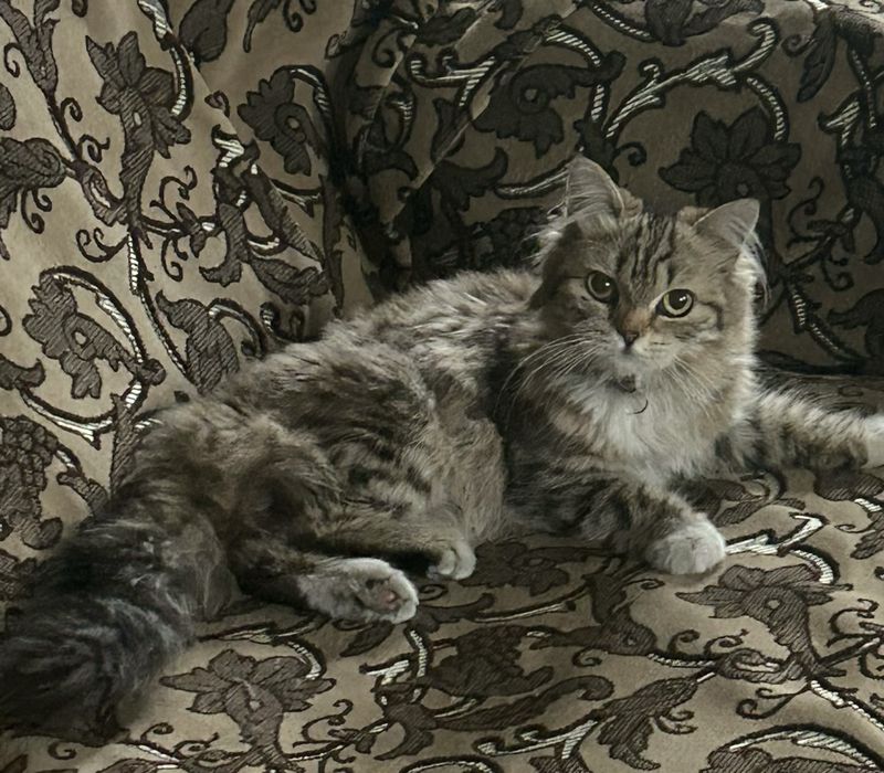 Отдам кошку в добрые руки