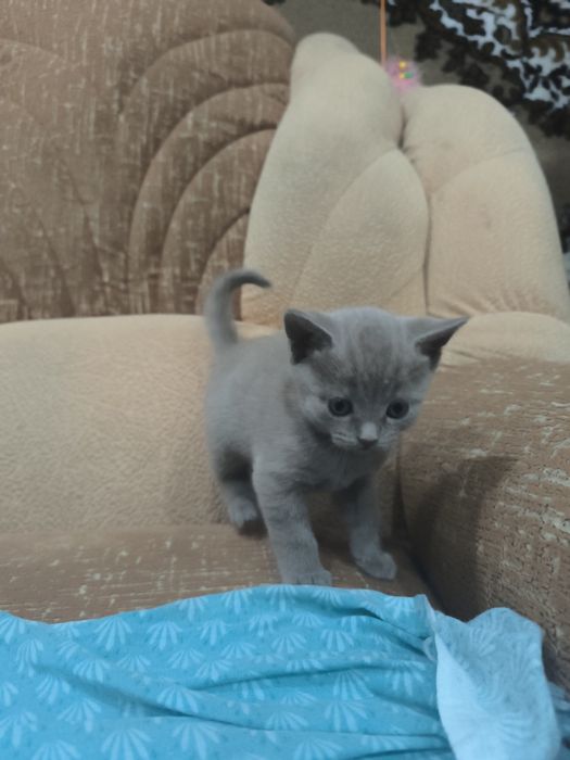 Британские котята