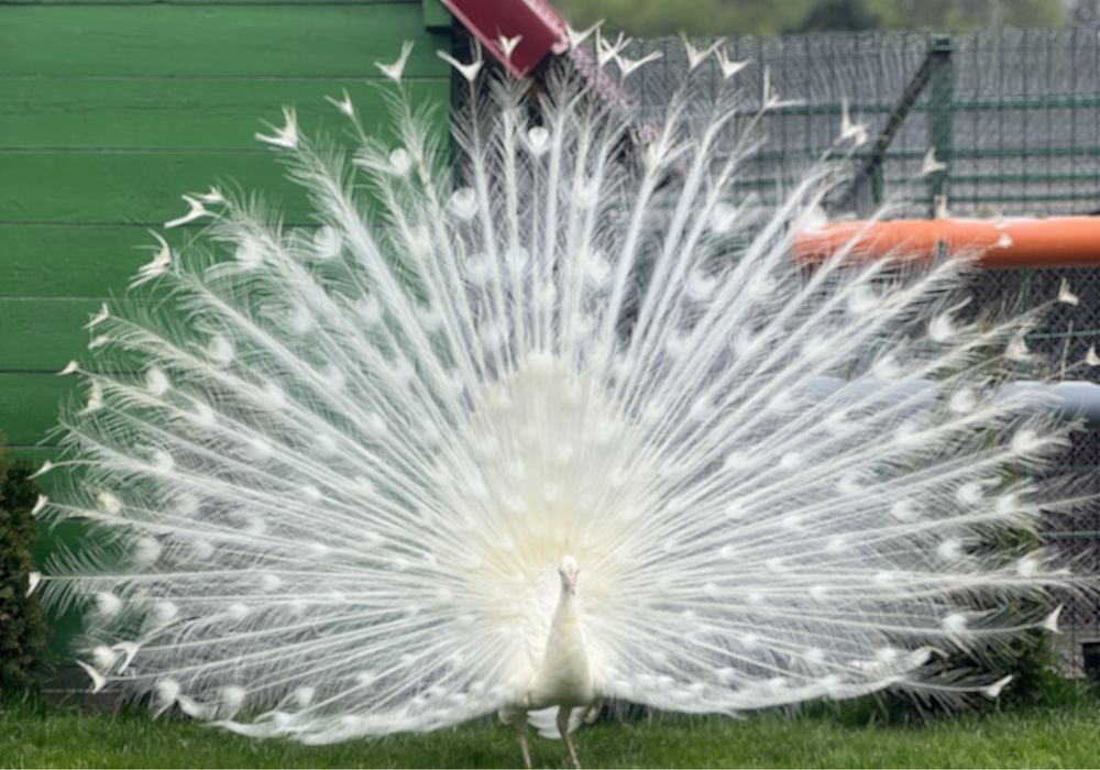 Vând păuni , fazani , gaini  moțate olandeze, sebright , porumbei