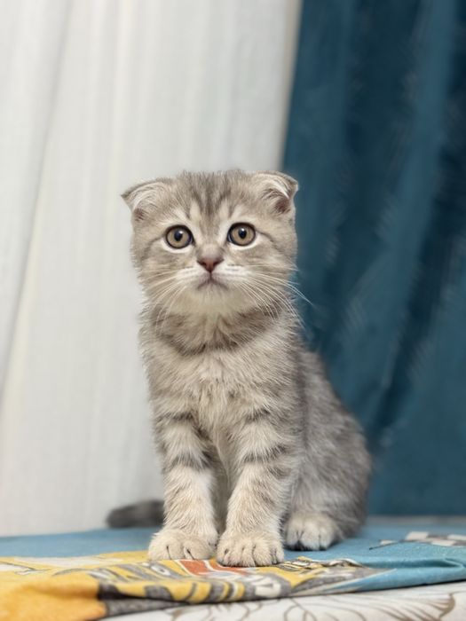 СКОТИШ фолд срочно