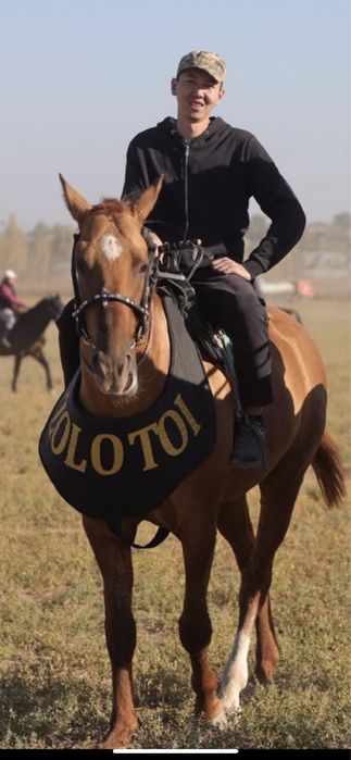 Дончак айгыр кокпар уйырге