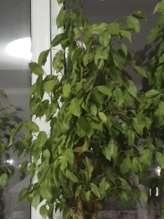 Продам цветы фикусы и бугенвилии