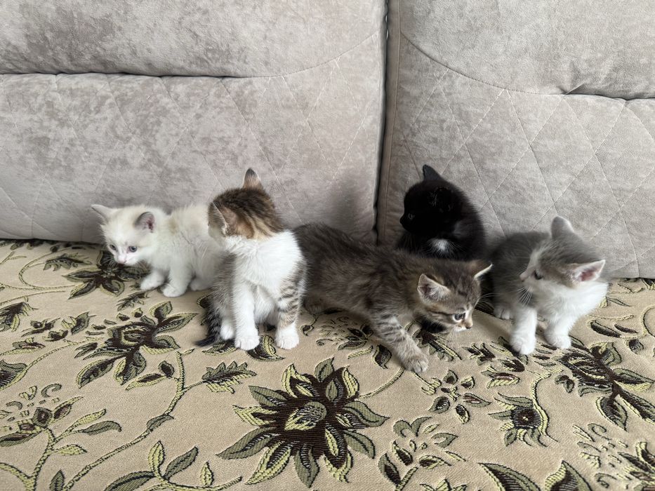 Раздаем котята БЕСПЛАТНО