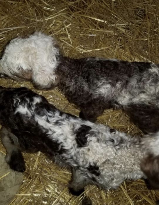 Miei din doi  de cateva zile