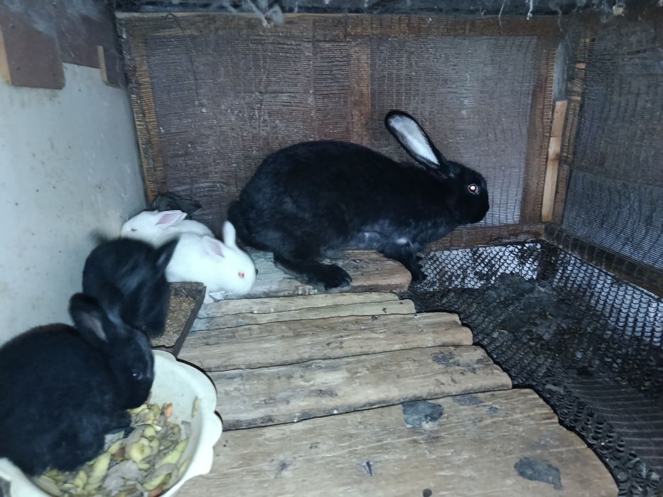 Flander 15 kunlik bolalari quyonlari sotiladi!