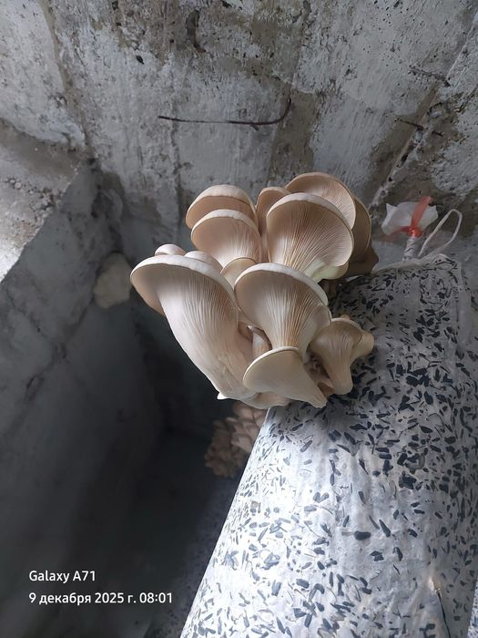 Грибы. Саңырауқұлақ. Вешенки