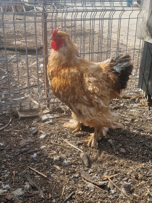 Găini si cocoși Brahma