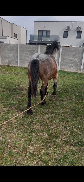 Vand manz semi greu cu influenta belgiana