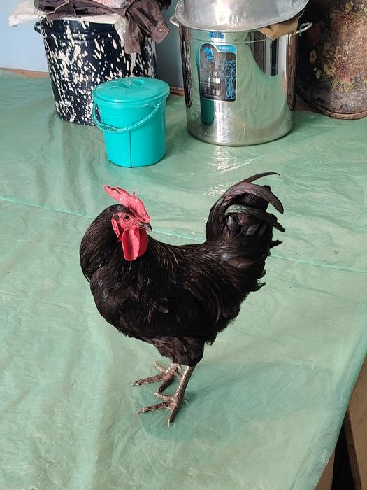 Xoroz Jersi sotiladi