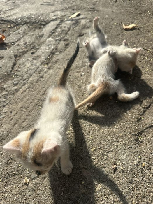 Подарявам котенца САМО ЛИЧНО ПРЕДАВАНЕ