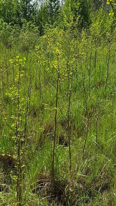 Гинкго (Ginkgo biloba), саженцы