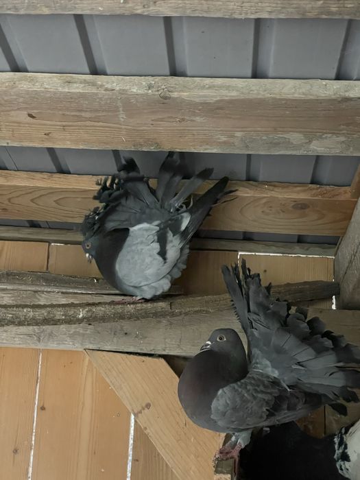 Porumbei voltați de vânzare