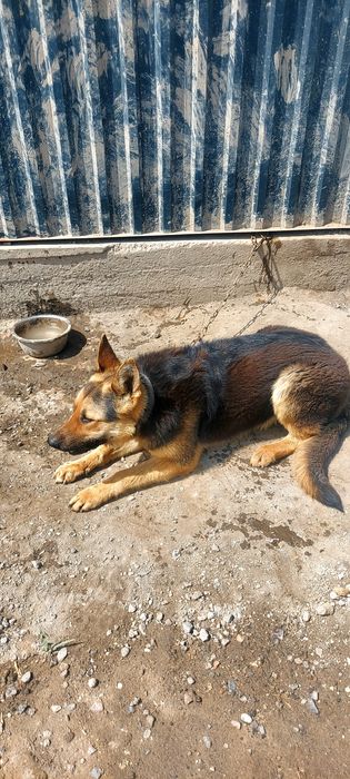 Продаётся немецкая овчарка