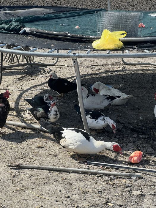 Продавам токачки и патки