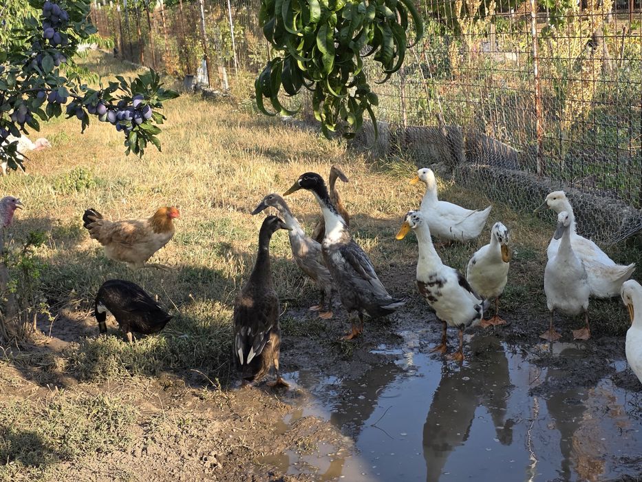 Familie de rate indiene alergătoare 5+1