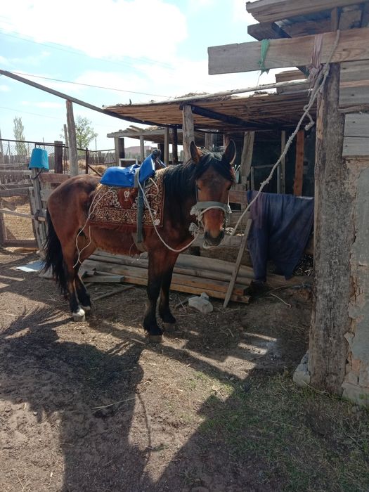 Құнан 3жасар 600000