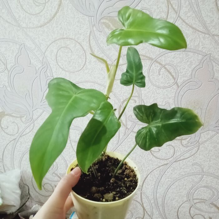 Продам комнатные цветы