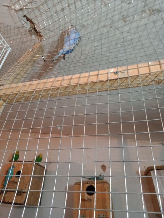 Продаются попугаи волнистые