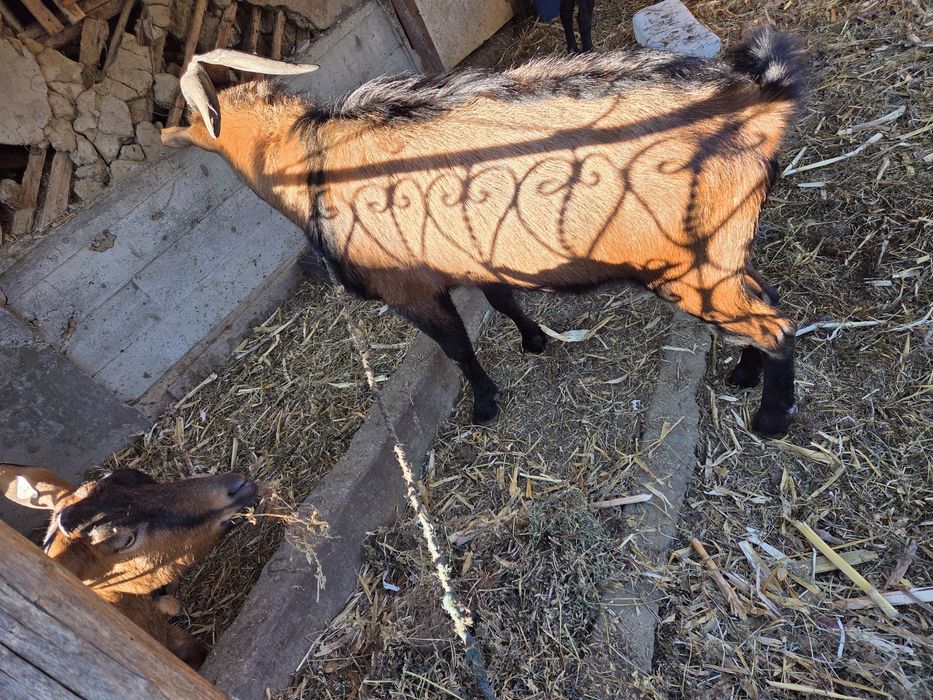 Vând Țap alpin francez