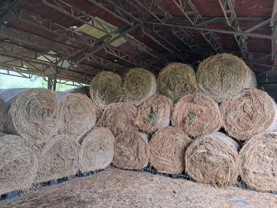 Livram la comanda baloti fan sau Lucerna. Min.40 rotunzi 1,2m x1,2 m sau drept.cate 500.Transport inclus la TIR RO HU