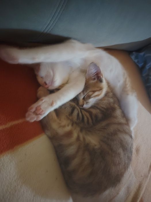 Подарявам женско котенце