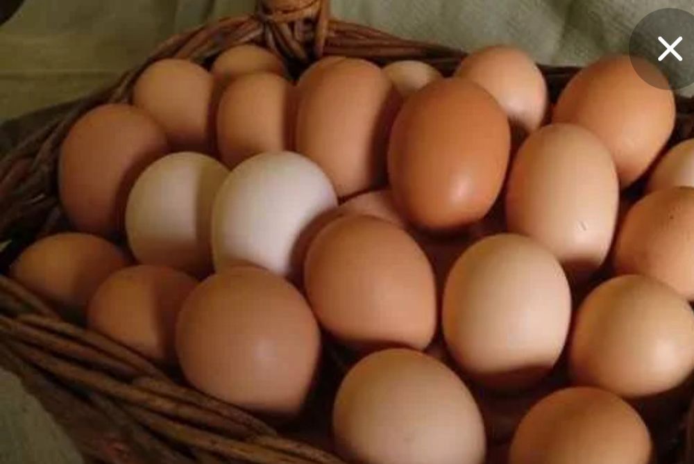 Домашнее яйцо, куриное