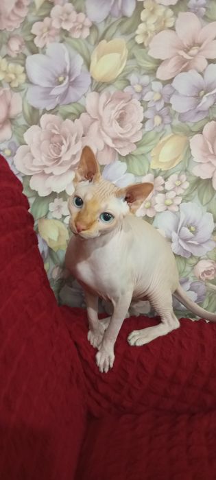 Молодой кот свинкс кастрирован