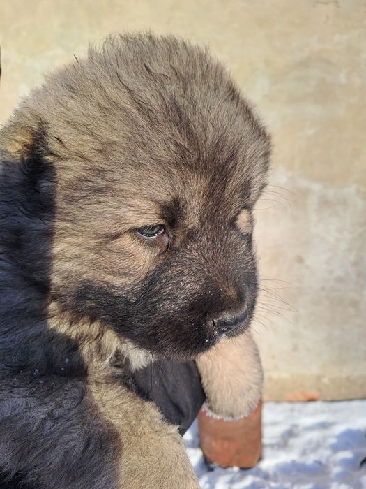 Продам щенков кавказкой овчарки